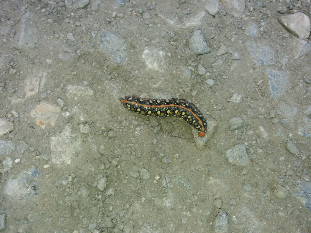 Riconoscete questo bruco ??? Hyles euphorbiae - Sphingidae